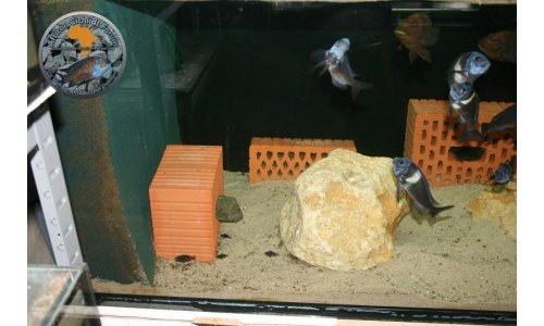Petrochromis Tropheus Becken